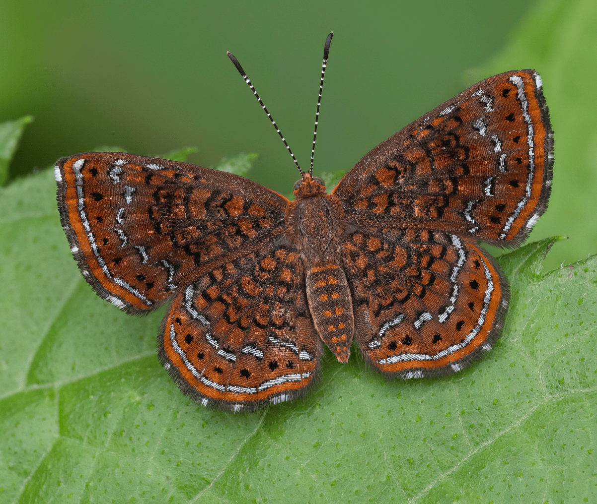 Butterflies of Panama - Image 3