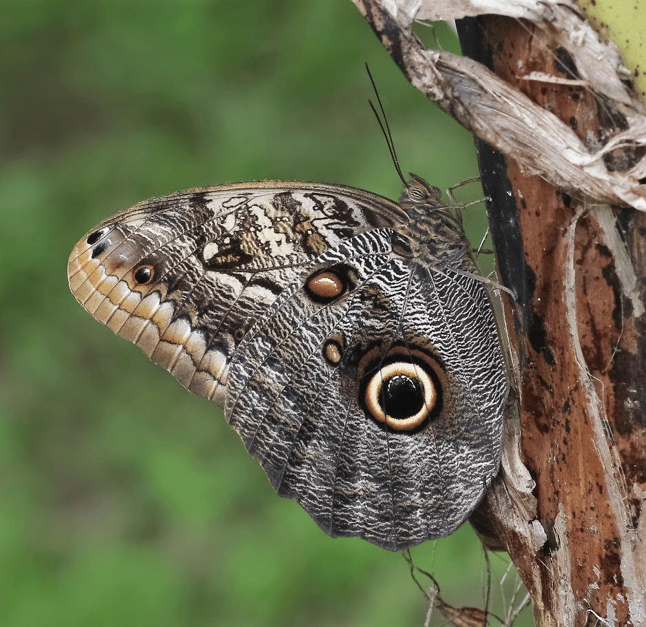 Butterflies of Panama - Image 6