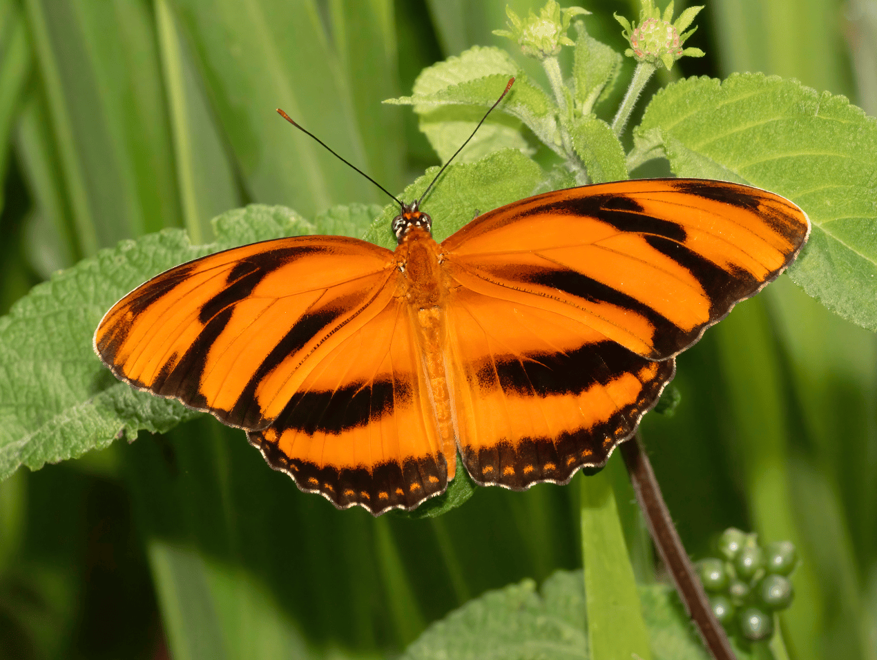 Butterflies of Panama - Image 5