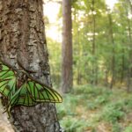 Spanish Moon Moths & More!