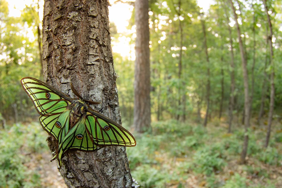 Spanish Moon Moths & More!