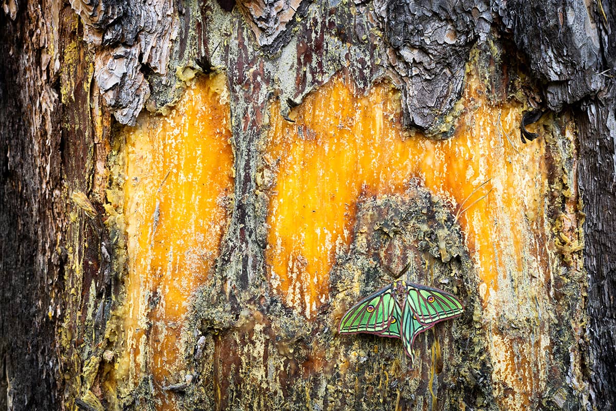 Spanish Moon Moths & More! - Image 5