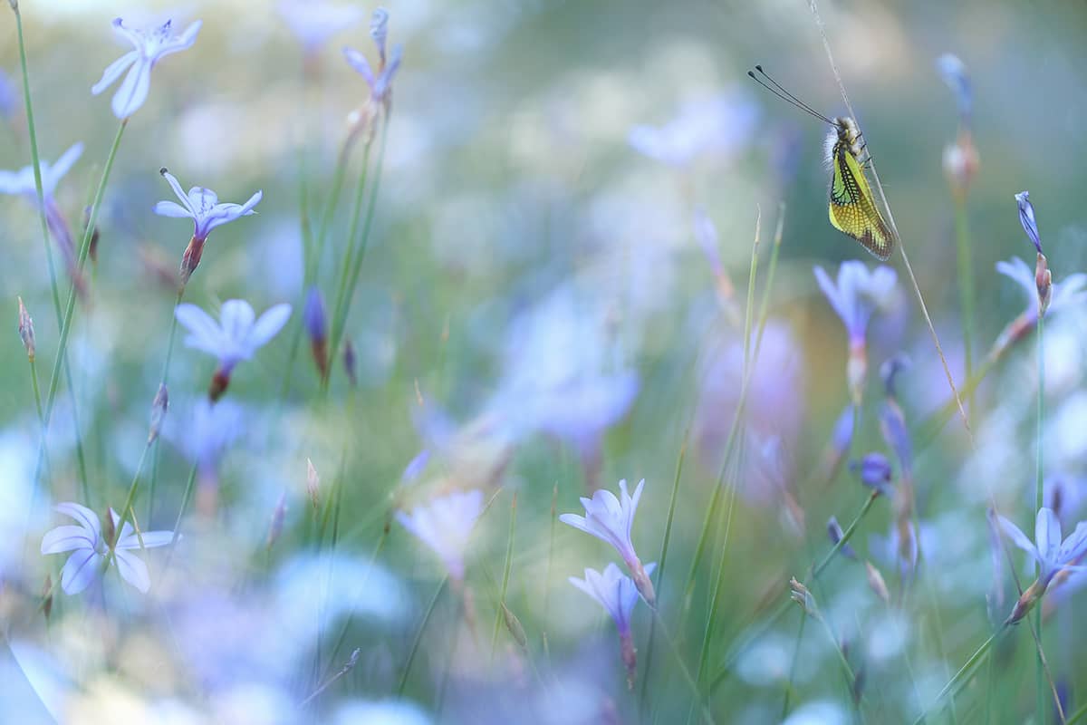 Spanish Moon Moths & More! - Image 6