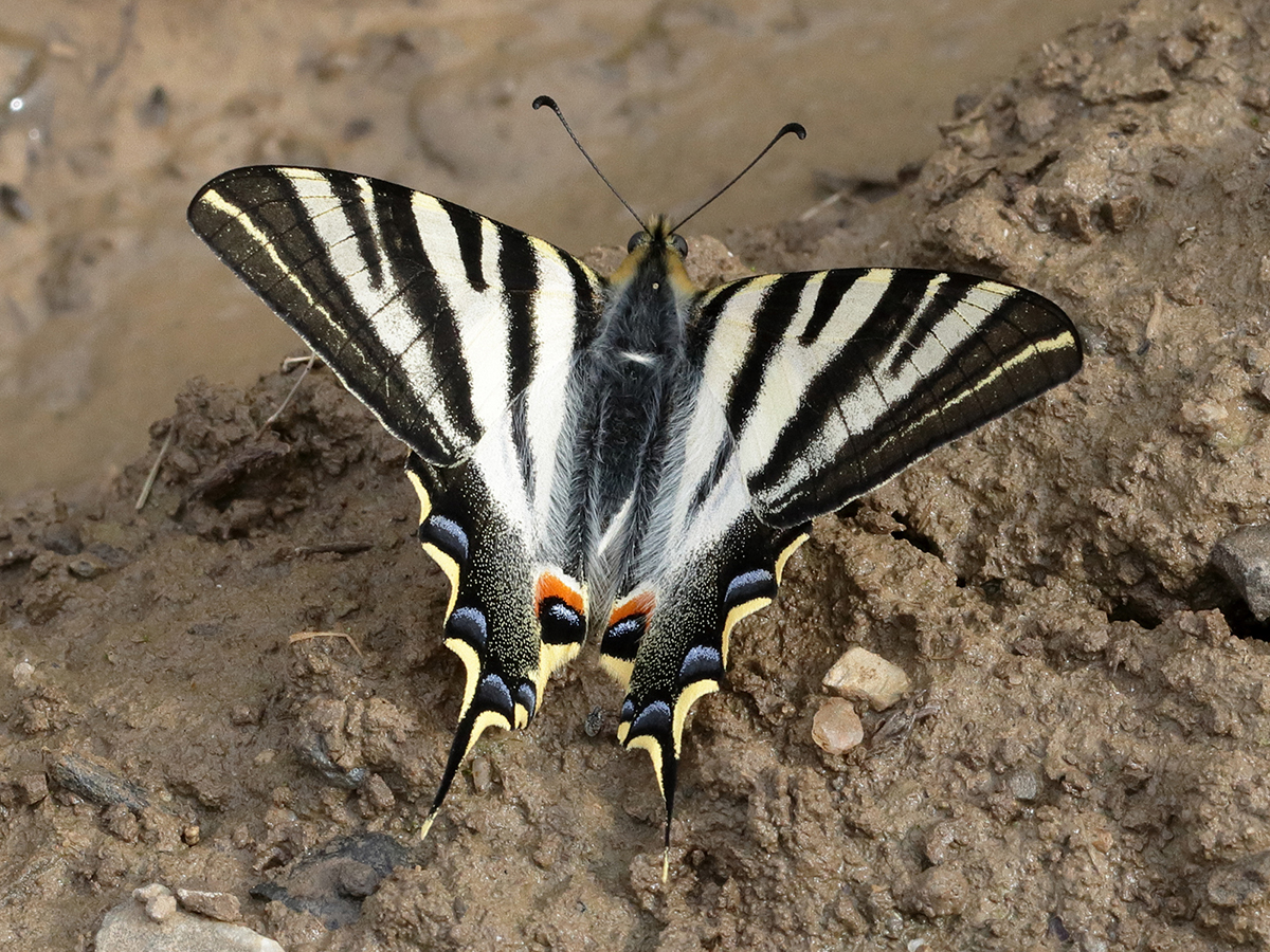 Butterflies of Montes Universales - Image 4