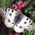 Butterflies of The French Alps: Mercantour & the Queyras