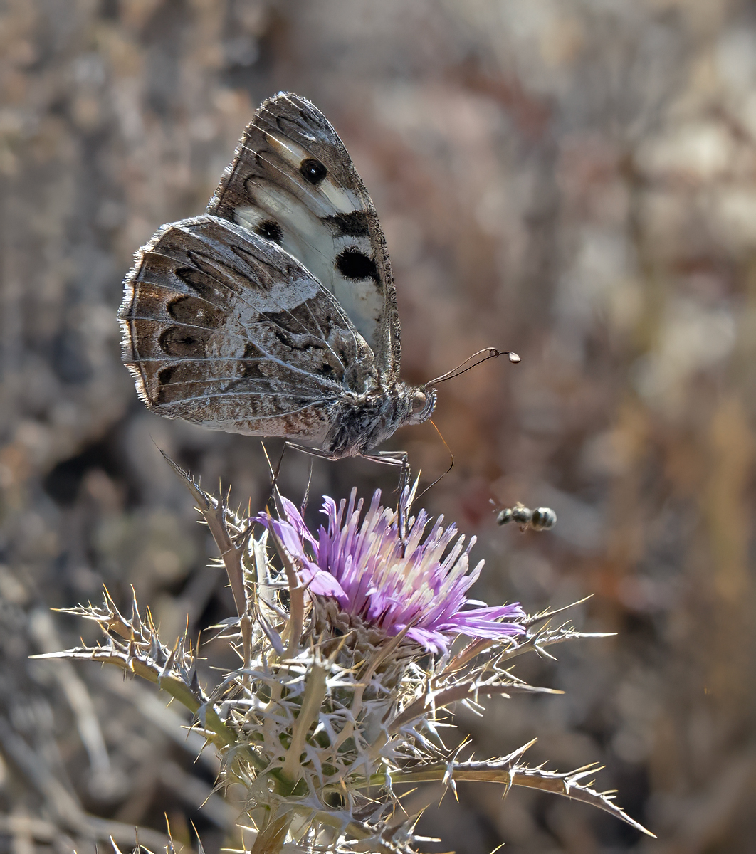 Butterflies of Montes Universales - Image 2