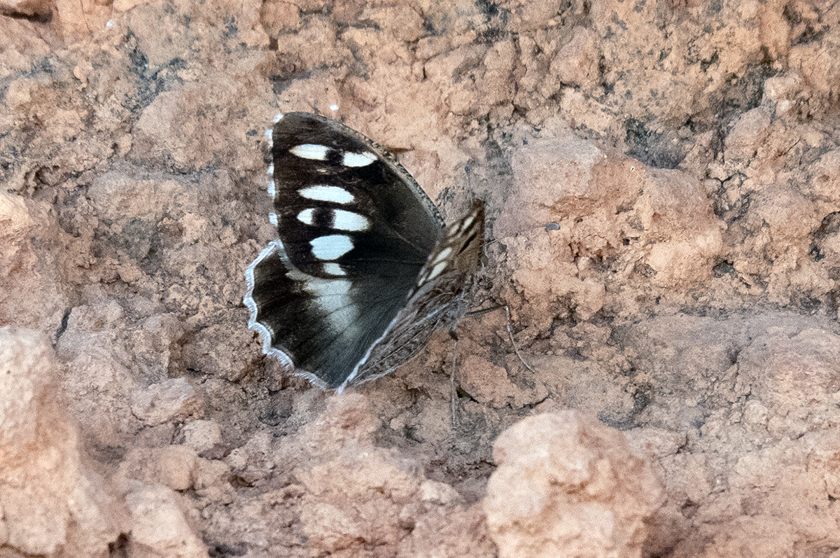 Butterflies of Montes Universales - Image 3
