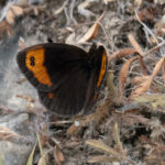 Butterflies of Montes Universales
