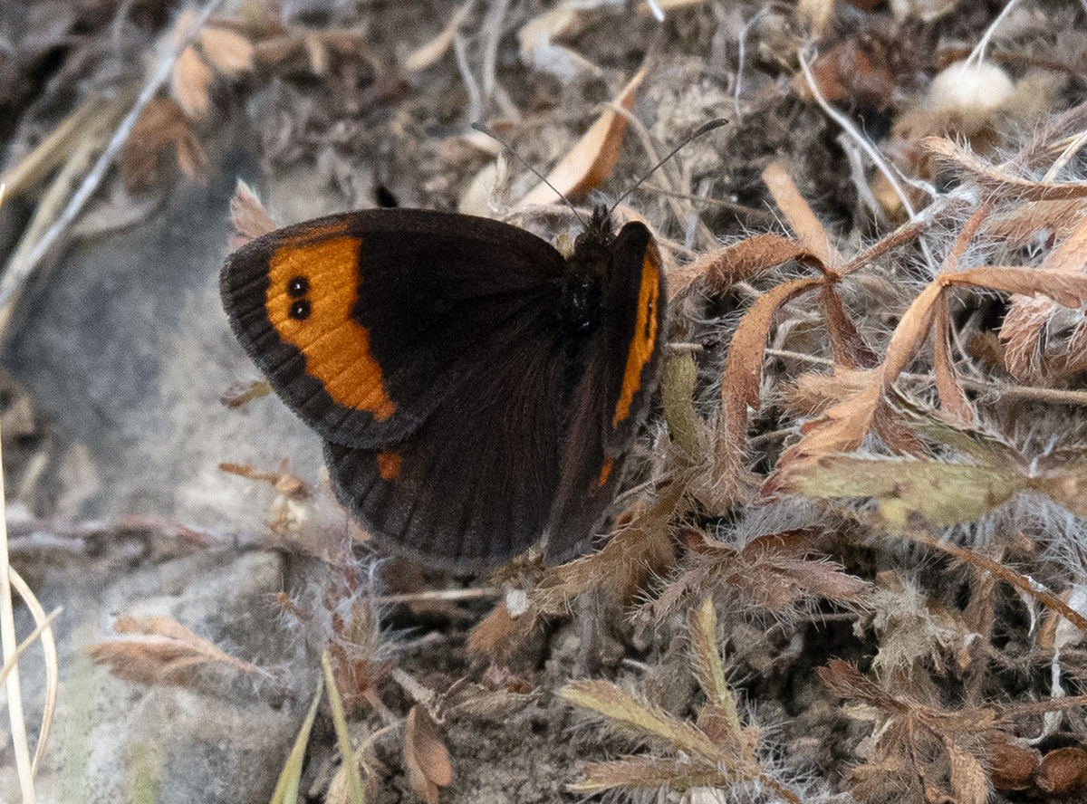 Butterflies of Montes Universales